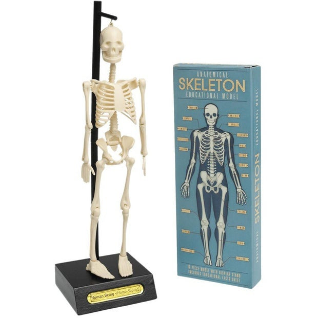 Rex London Anatomical Skeleton