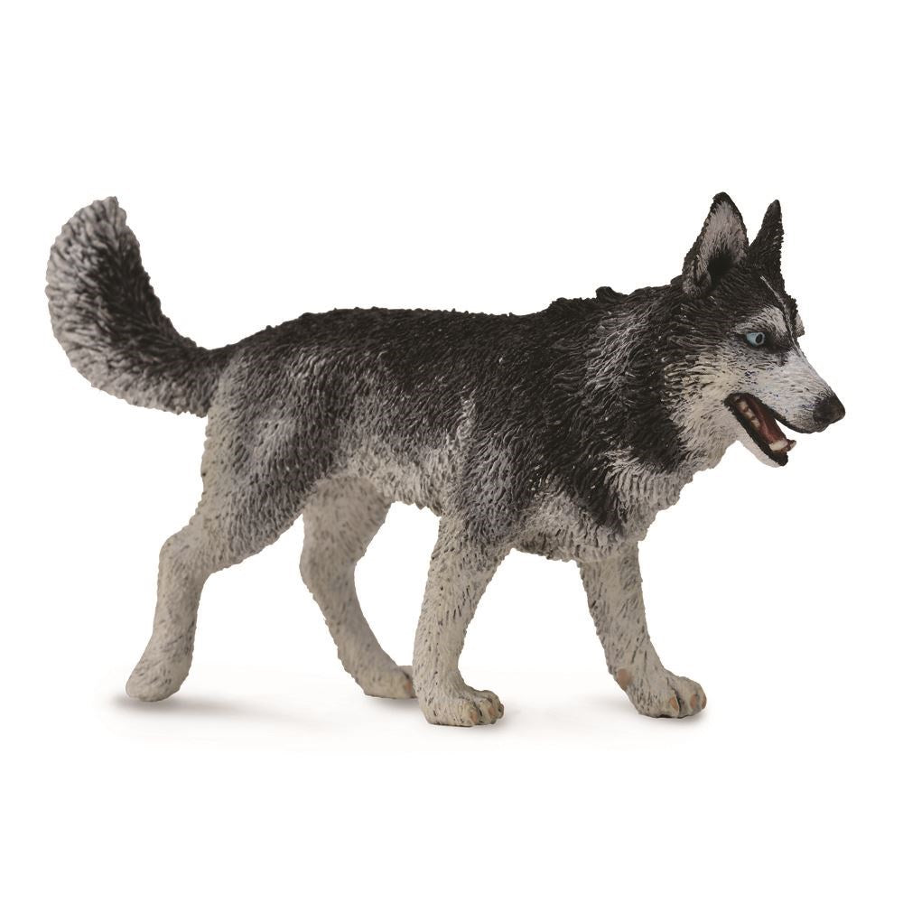 CollectA - Siberian Husky