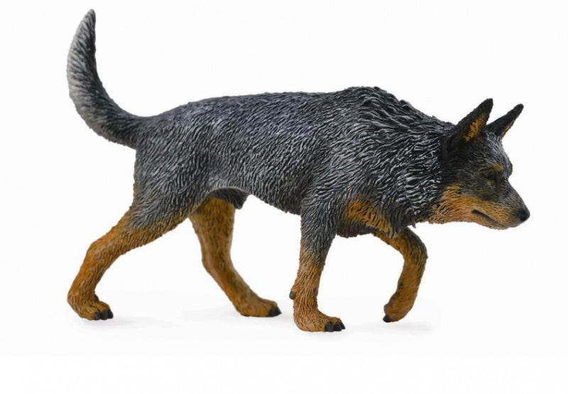Collect A - Australian Cattle Dog