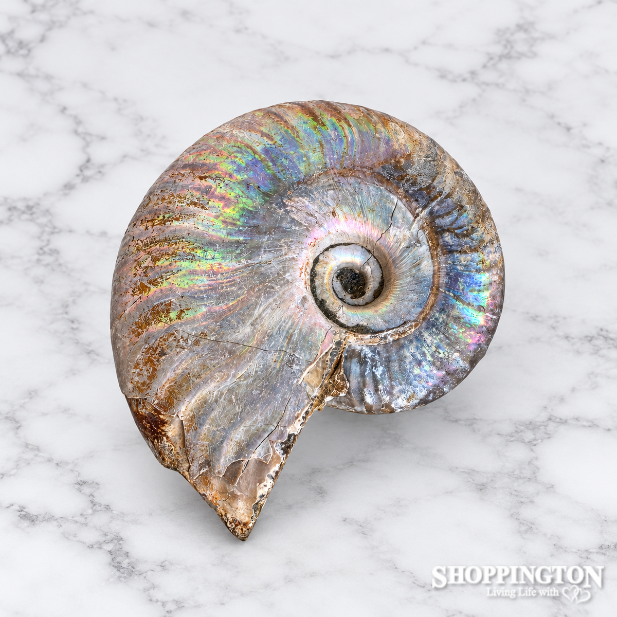 Ammonite Fossil