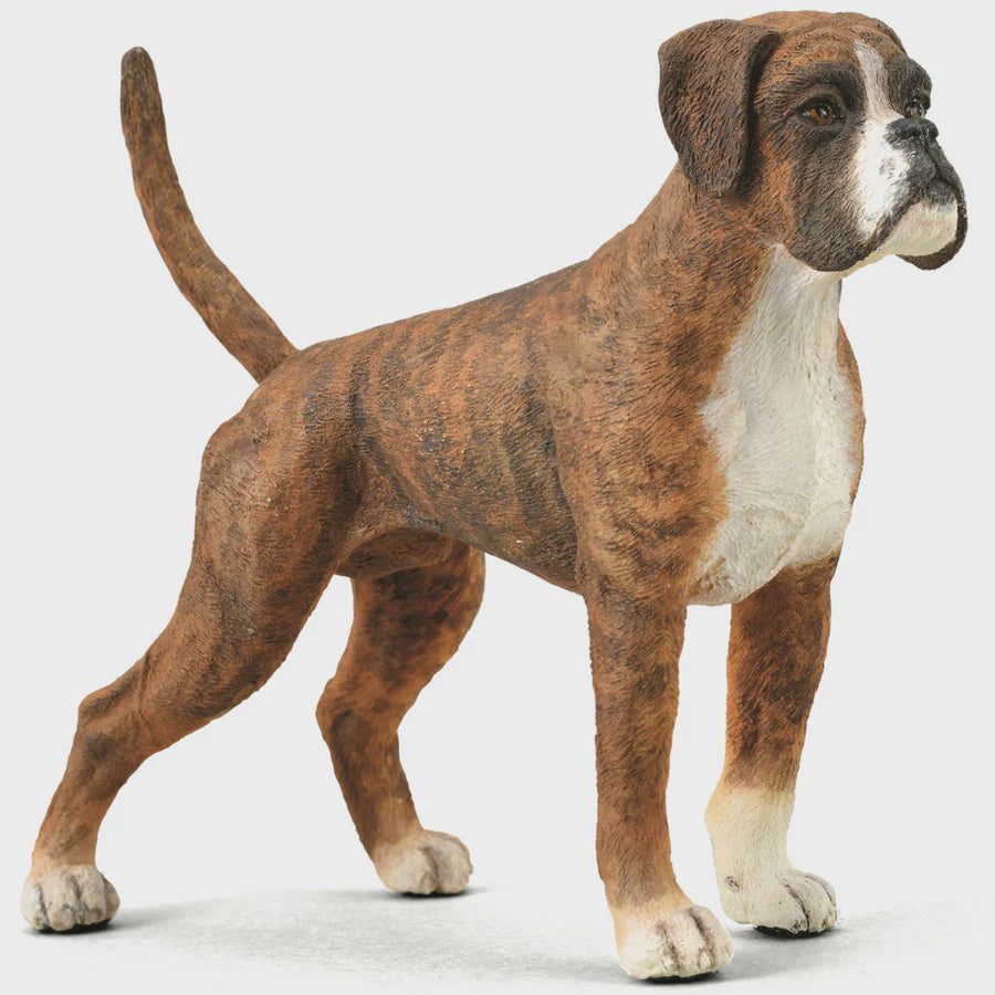 Collect A - Boxer