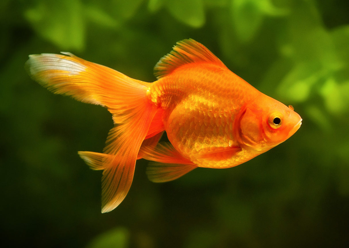 Goldfish 10-15cm