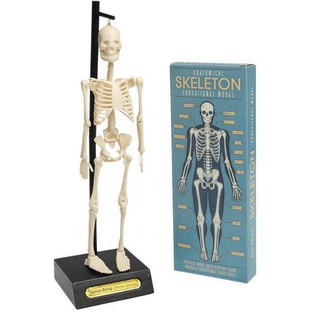 Rex London Anatomical Skeleton