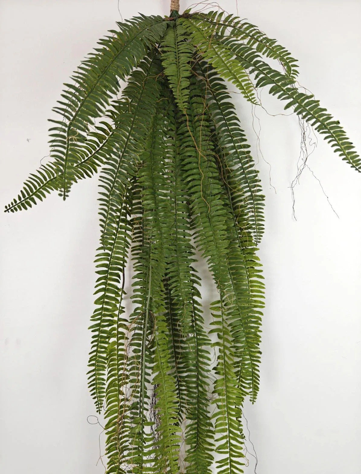 Hanging Long Boston Fern Bush