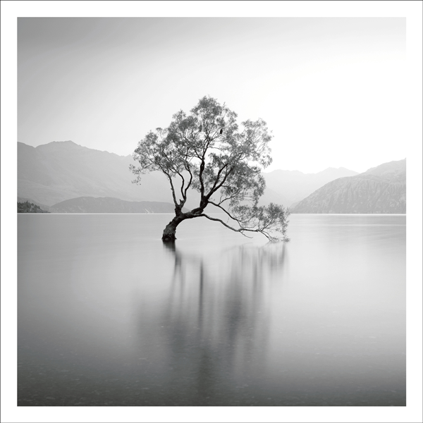 Crooked tree in lake Card