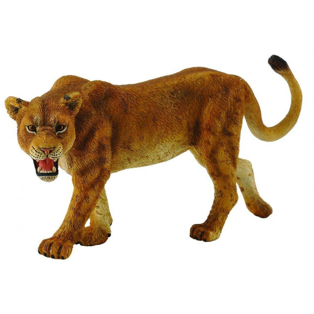 Collect A - Lioness