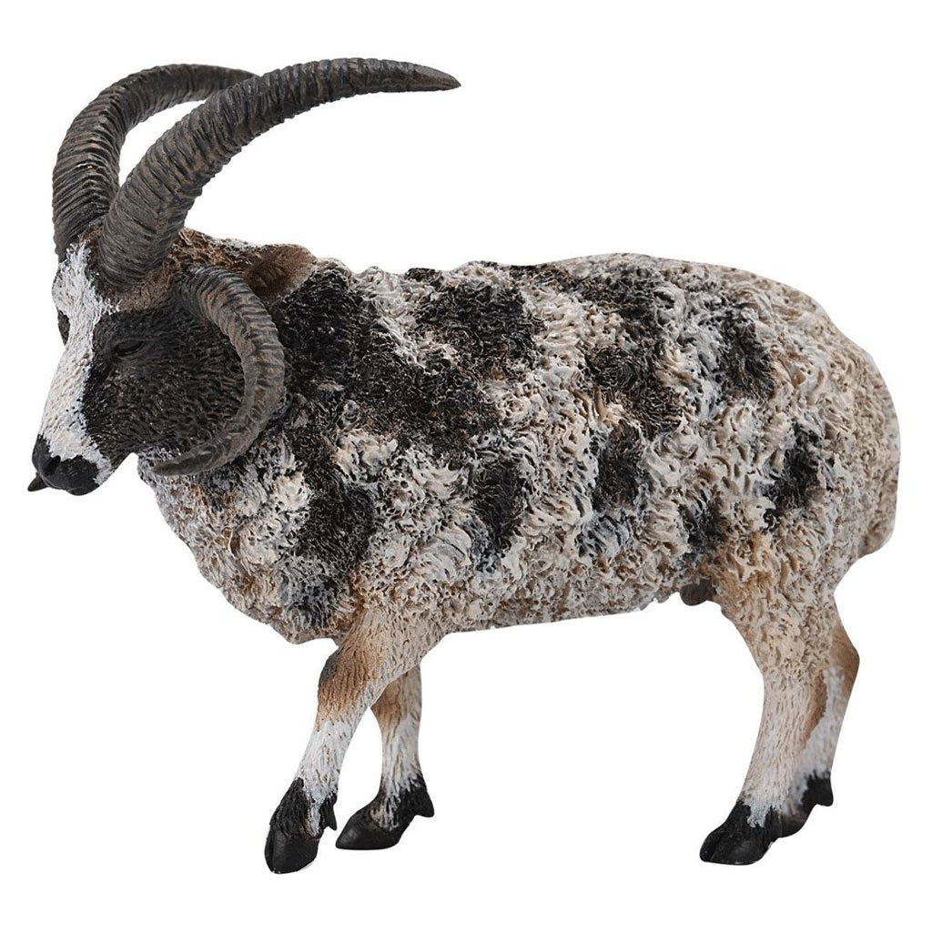 Collect A - Jacob Sheep
