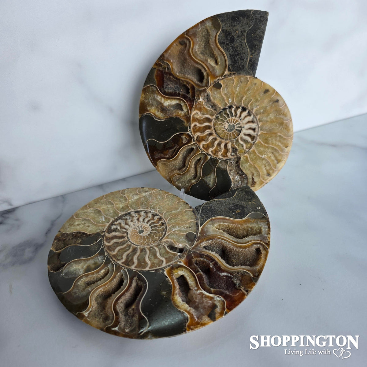 Ammonite Half 15.5cm