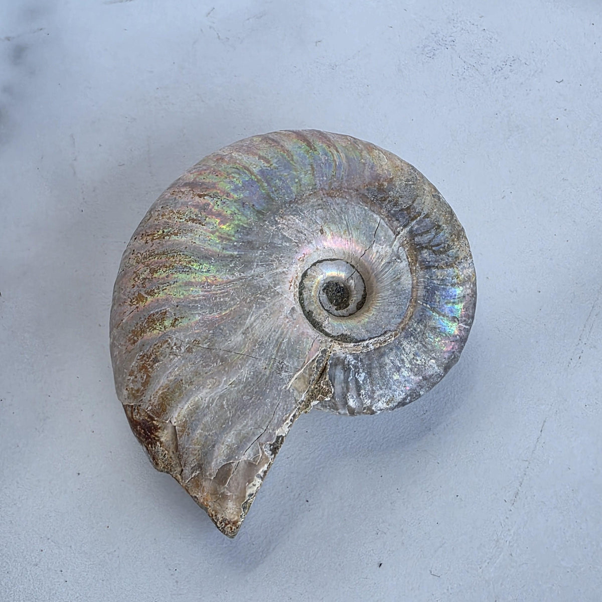 Ammonite Fossil
