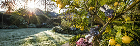 Spring is on its way… your garden is calling you