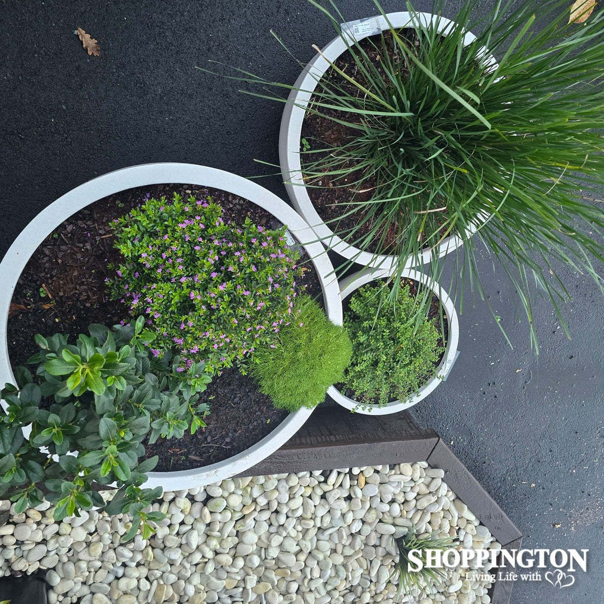 Chamber Bowl Planter (available in 3 sizes)