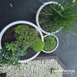 Chamber Bowl Planter (available in 3 sizes)