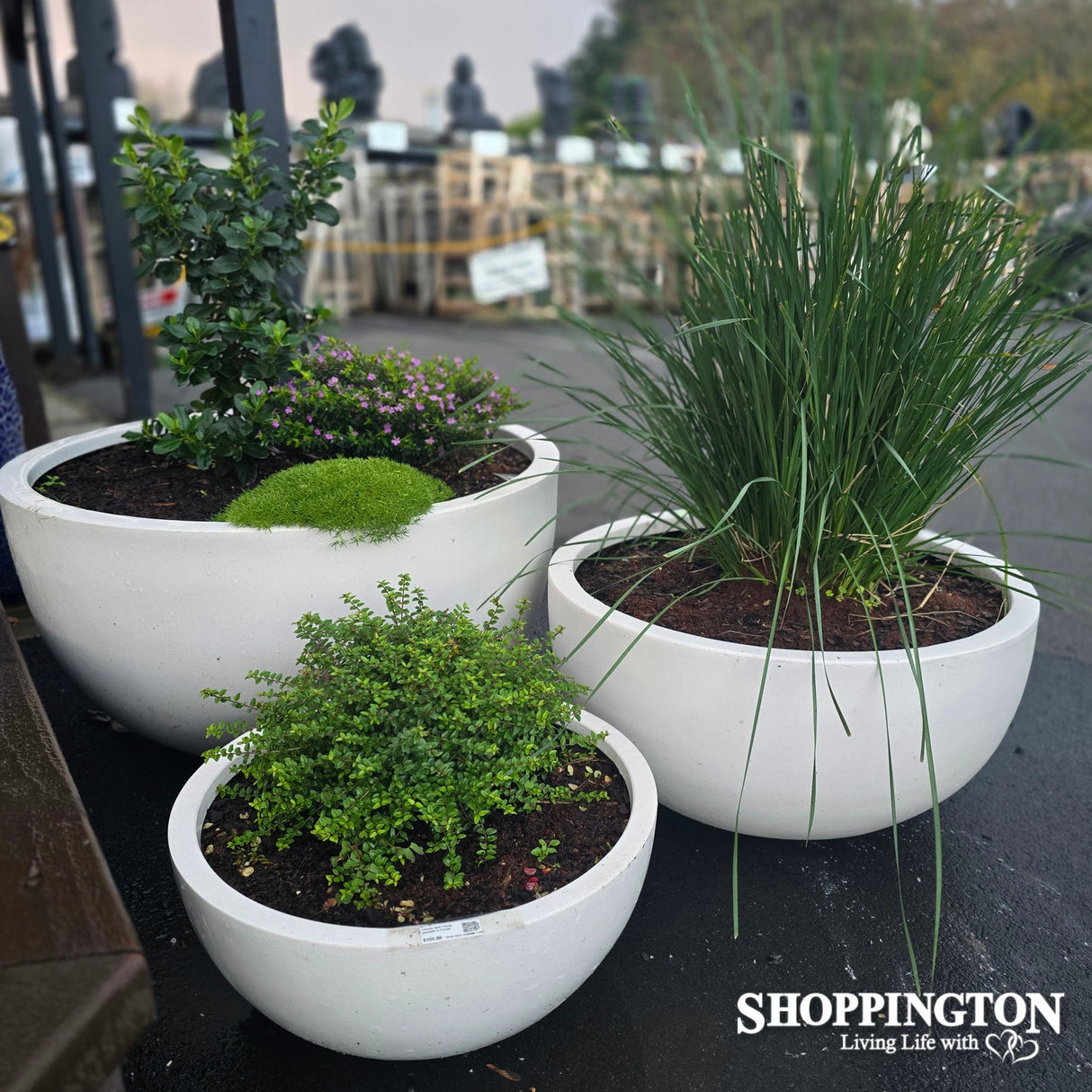 Chamber Bowl Planter (available in 3 sizes)