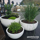 Chamber Bowl Planter (available in 3 sizes)