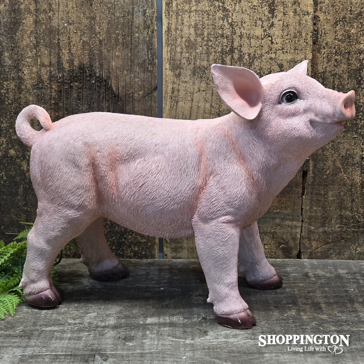 Standing Pig