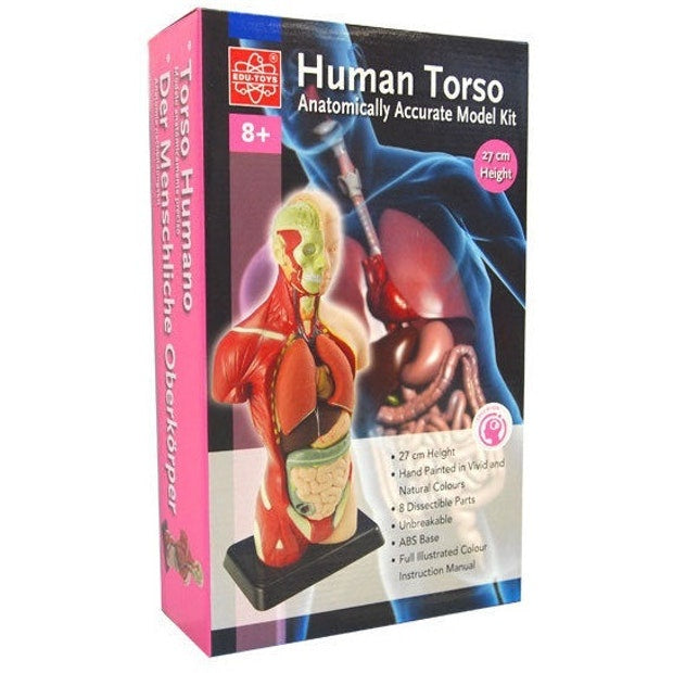 Human Torso