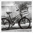 Bicycle with flowers Card