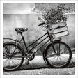 Bicycle with flowers Card