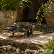 Collect A - American Alligator