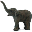 Collect A - Asian Elephant Calf