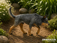 Collect A - Australian Cattle Dog