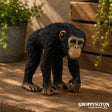 Collect A - Chimpanzee Female