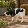 Collect A - Fresian Calf Suckling