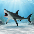 Collect A - Great White Shark