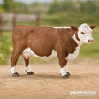 Collect A - Hereford Cow