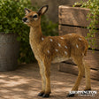 Collect A - Red Deer Calf