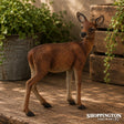 Collect A - Red Deer Hind