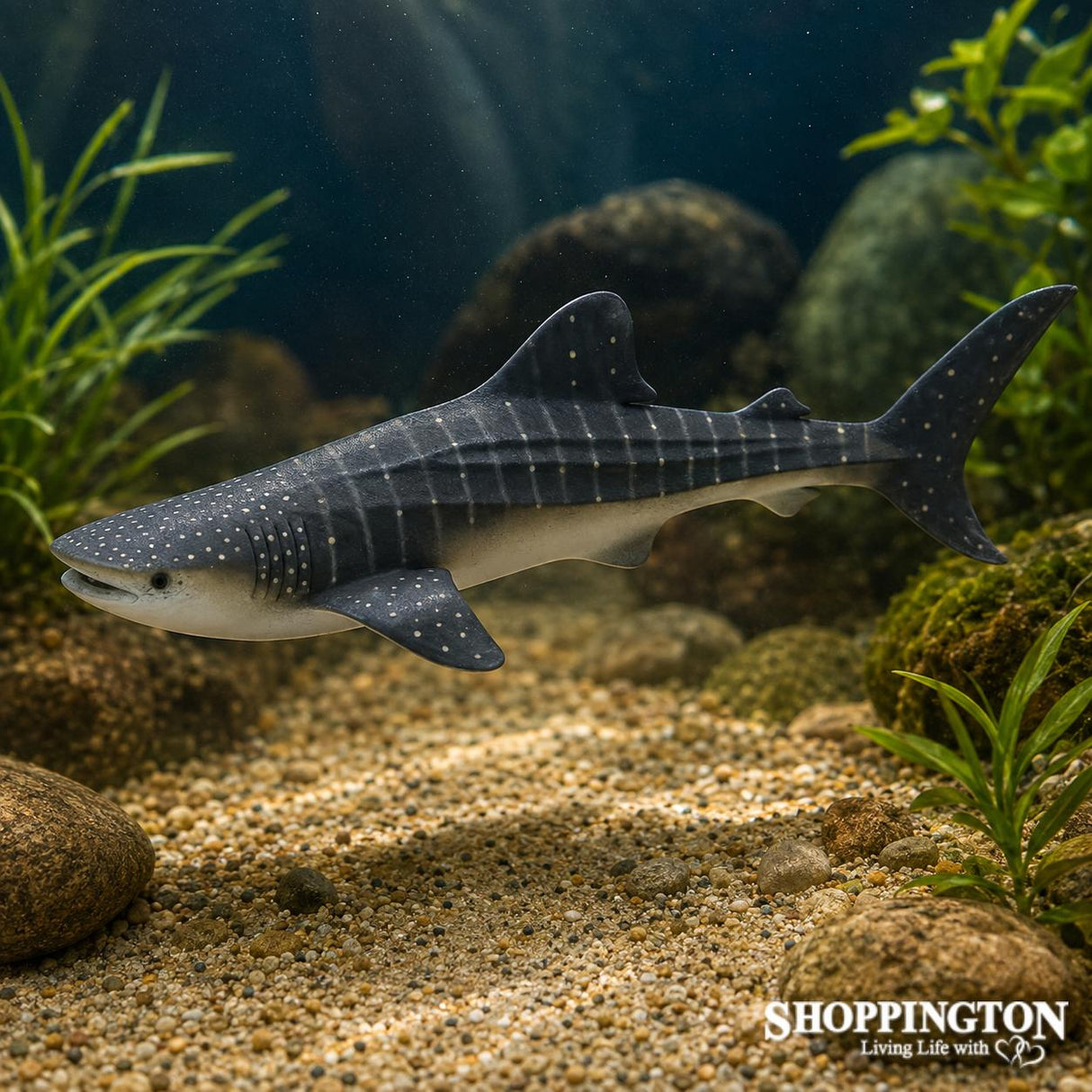 Collect A - Whale Shark