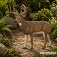 Collect A - White Tailed Deer