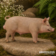 CollectA - Boar