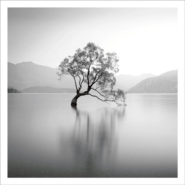 Crooked tree in lake Card