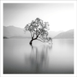 Crooked tree in lake Card