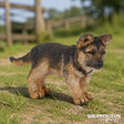 Papo Collection - German Shepherd Pup