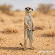 Papo Collection - Standing Meerkat