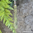 Pounamu - Hapopo Earrings & Toki Set - Rua