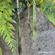 Pounamu - Totoweka Earrings & Toki Set - Wha
