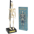 Rex London Anatomical Skeleton