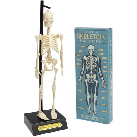 Rex London Anatomical Skeleton