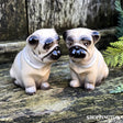 Salt & Pepper - Pug Dogs