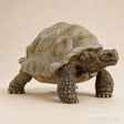 Schleich - Giant Tortoise