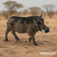 Schleich - Warthog