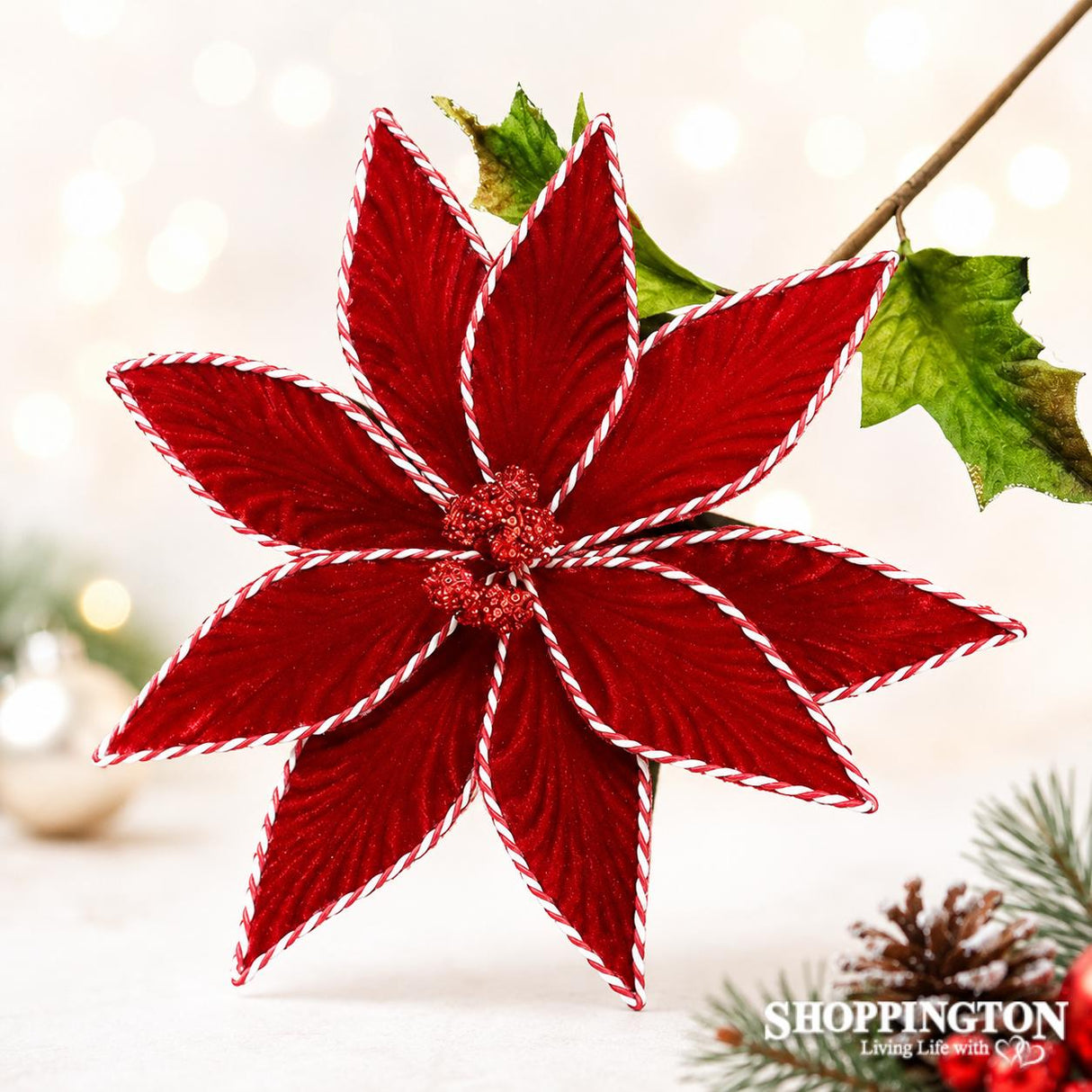 Single Red and White Poinsettia