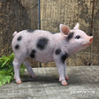 Standing Spotted Garden Pig