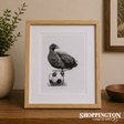 Tara Cassidy - Framed Print - Pukeko Kick