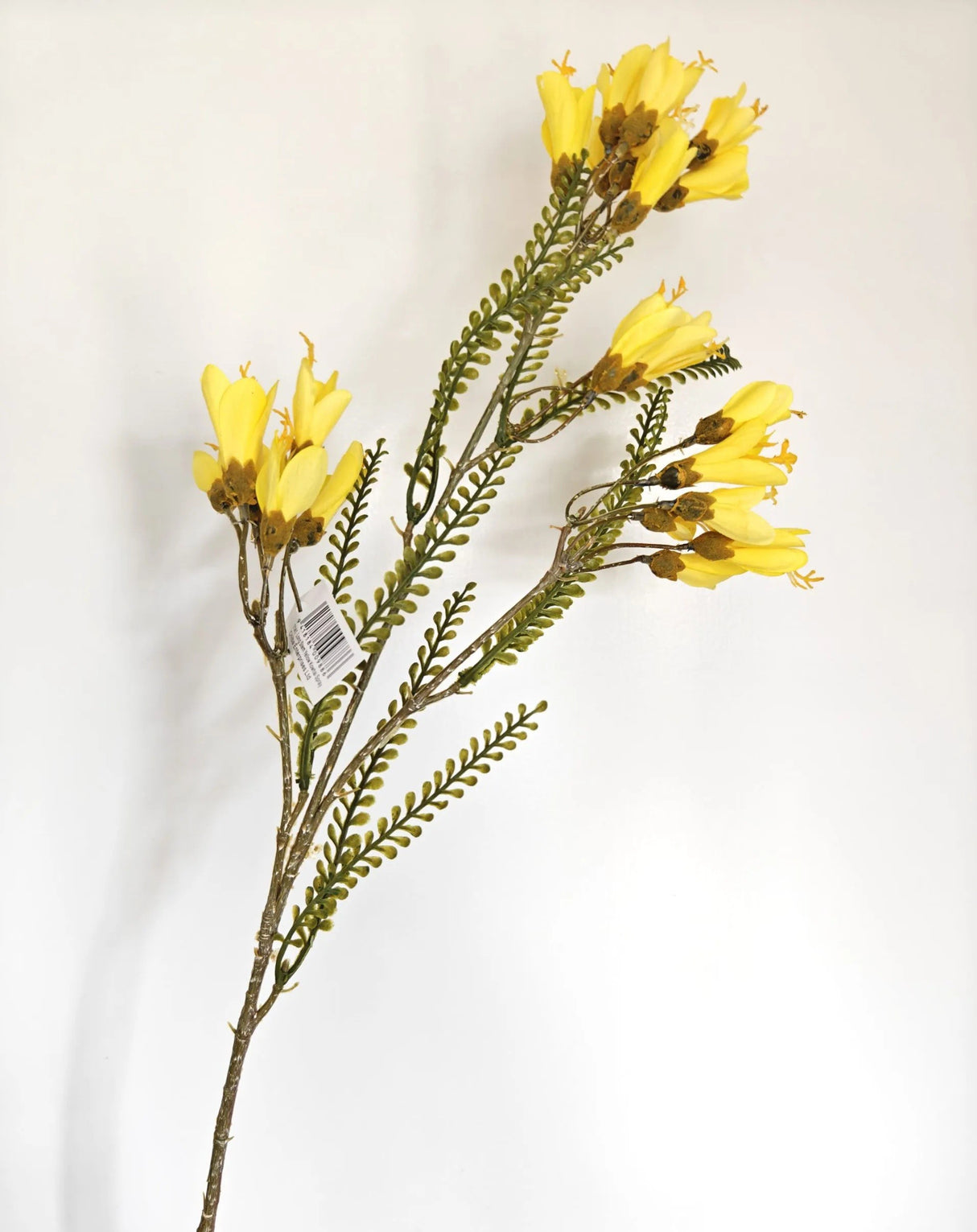 Kowhai Stem