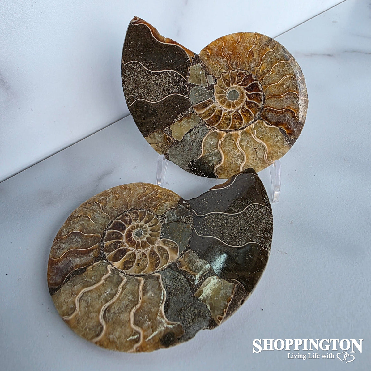 Ammonite Half 8.5cm